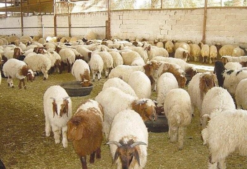 نقابة القصابين تعترض على إغلاق المزارع والمسالخ قرب مطار بيروت وتحذّر من تداعيات القرار