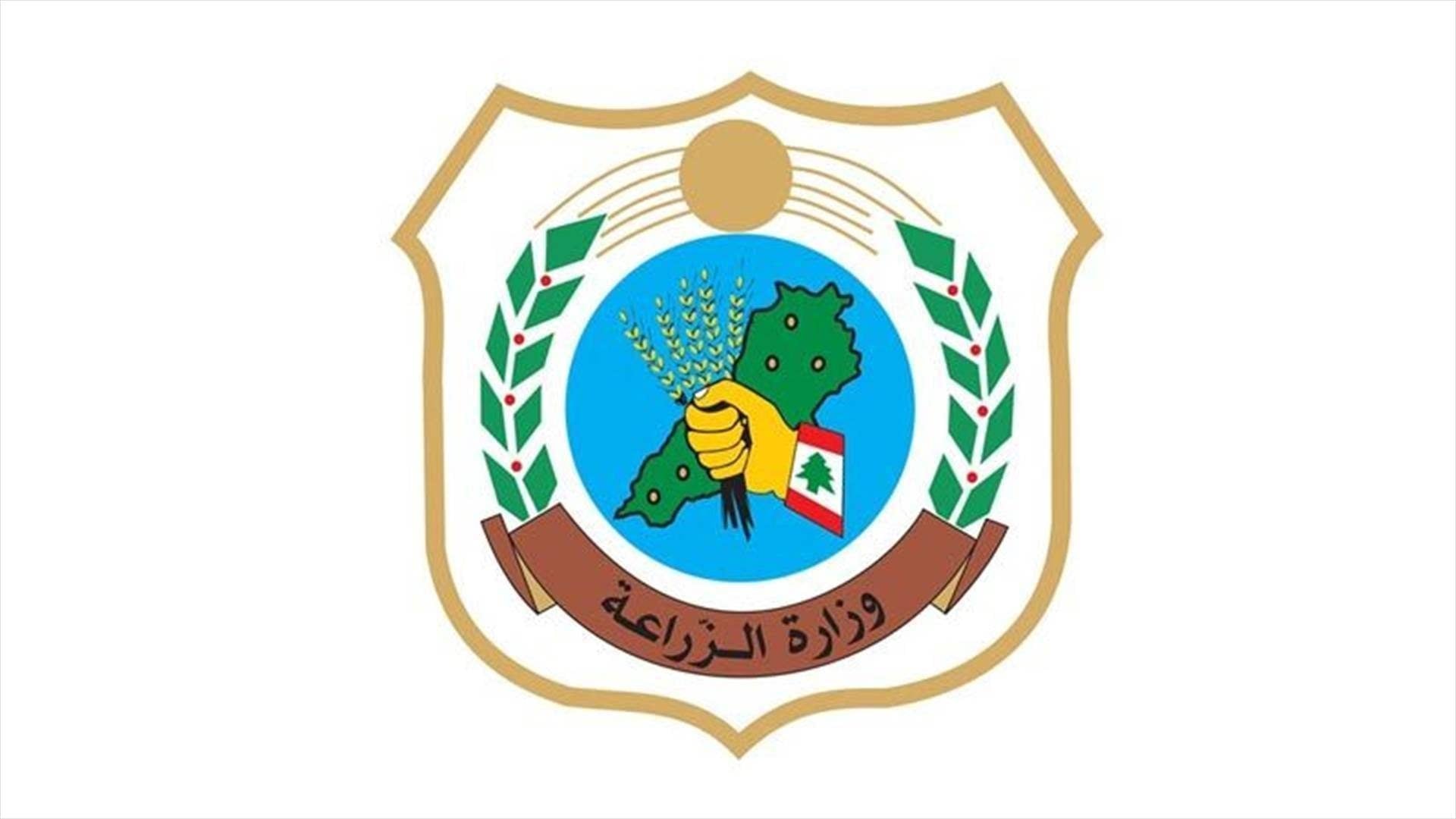 أسماك صغيرة نافقة على رمال الشواطئ اللبنانية.. ما السبب؟