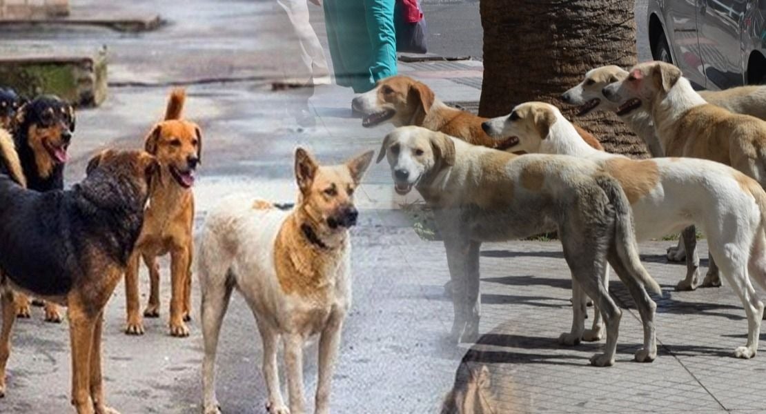 ورشة عمل في محافظة بعلبك الهرمل برئاسة خضر لمعالجة ظاهرة الكلاب الشاردة