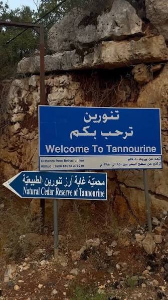 "لا ألغام ولا نيران داخلها"... بلدية تنورين تطمئن: غابة الأرز بأمان