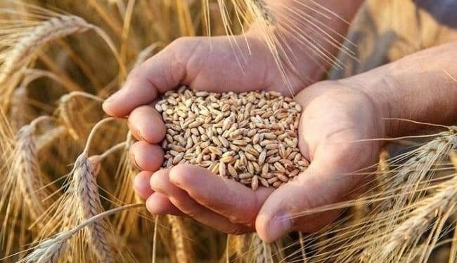 تراجع حاد في واردات تركيا من القمح الروسي