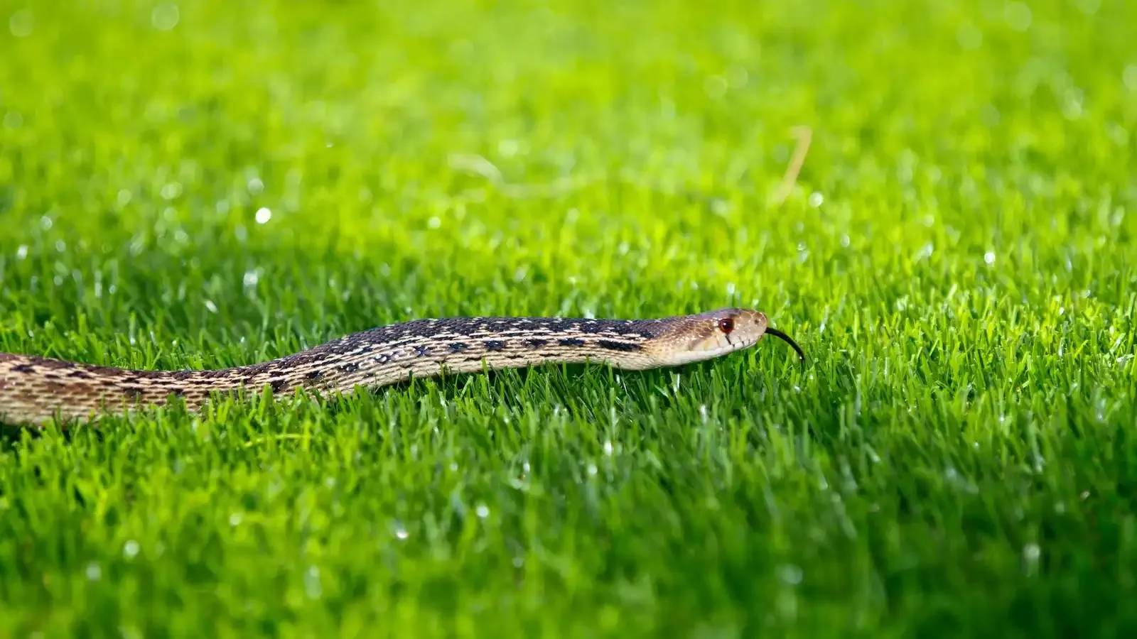 أين تختفي الأفاعي في الشتاء.. وكيف تعود إلى الحدائق في الربيع؟
