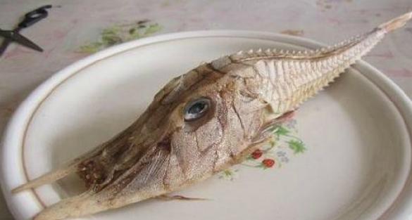 سمكة غريبة تعلق في شبكة صياد