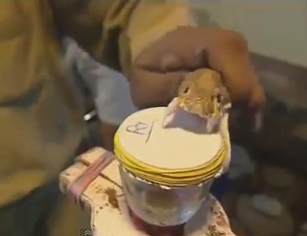 بالفيديو: شاهد ماذا يفعل سم الأفعى بدم الإنسان