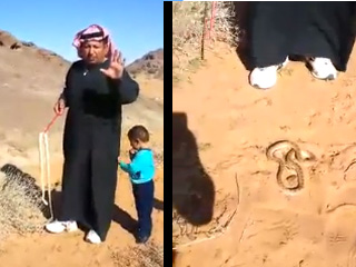 عصفور صغير ينقذ رجلاً من أفعى