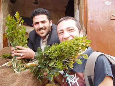 القات اليمني عادة سيئة تتزايد