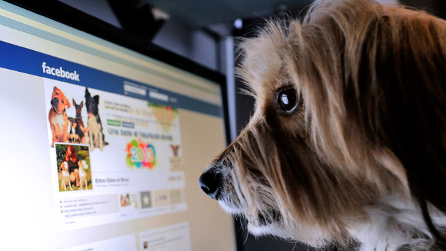 شركة فيسبوك ” Facebook “تكشف عن رغبتها في تنظيف اعمدة الاخبار