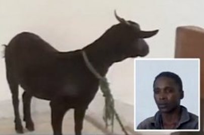 ماعز تشهد في المحكمة على رجل اغتصبها!