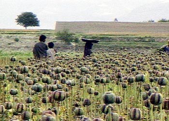 في نيجيريا.. زراعة المخدرات أهم من 
