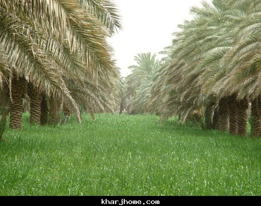 فريق سعودي - صيني يفك الشيفرة الوراثية للنخيل