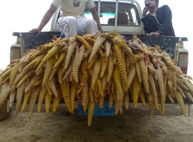أغرب 4 مهور زواج على الإطلاق.. العروس تطلب 300 "ضب" شبيه التمساح