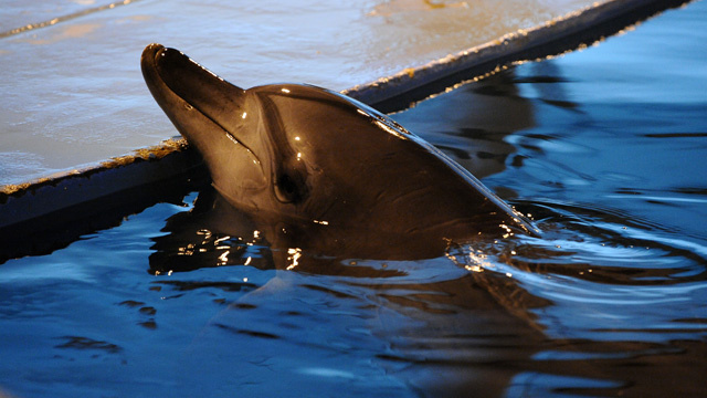 فيروس الحصبة يتسبب بموت الدلافين قبالة سواحل الولايات المتحدة 