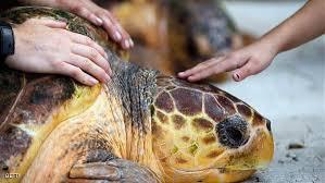 سباق سلاحف مهددة بالانقراض في دبي