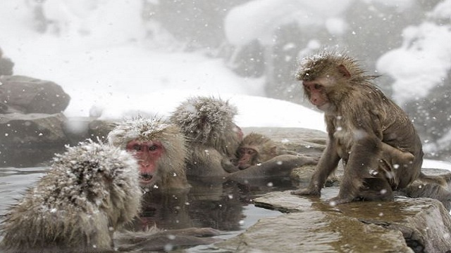 قرود يابانية تستخدم الينابيع الساخنة للتدفئة في ظروف البرد 