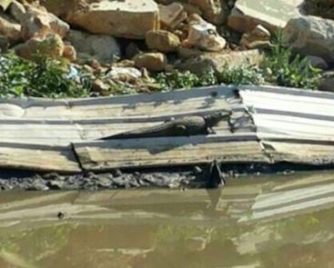 بالصورة: تمساح نهر بيروت... ظهر من جديد