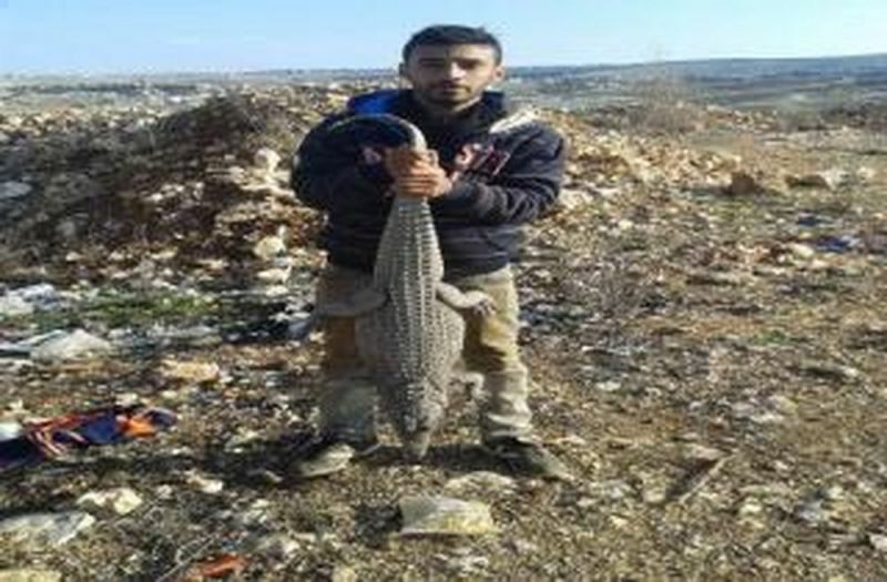  تمساح في حاريص وقع في قبضة احد الصيادين	