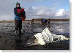 مقتل سرب من الدلافين على شاطئ فلوريدا