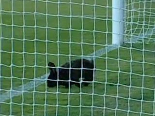 أرنب يقتحم مباراة دولية!