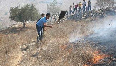 الجيش الإسرائيلي يقتلع 120 نخلة قرب أريحا