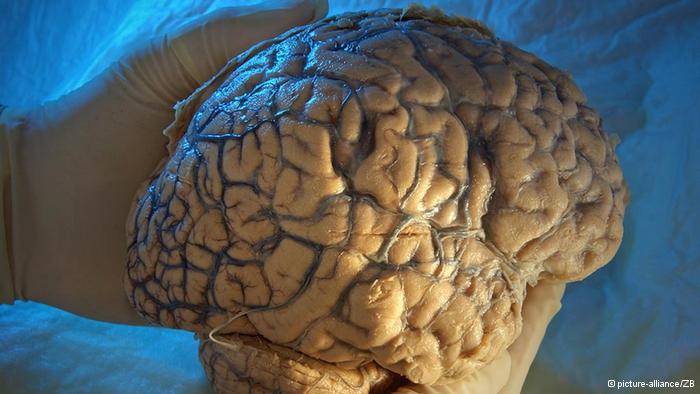 اكتشاف جين يربط بين الذكاء والمادة السنجابية بالدماغ