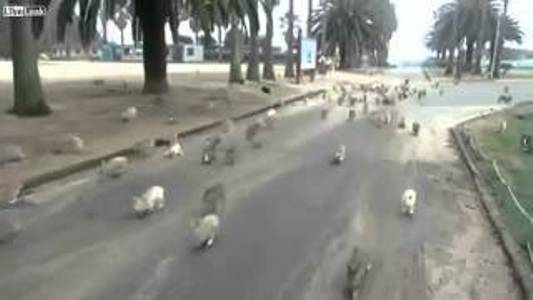 بالفيديو-أرانب جائعة تهجم على سيدة!