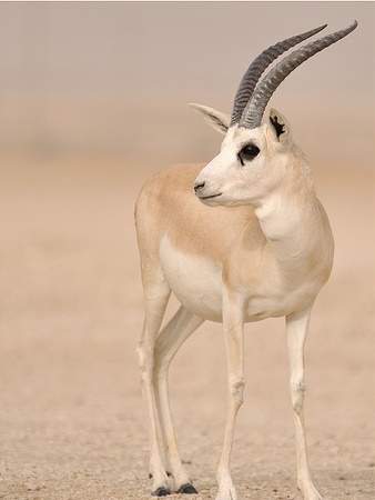 كبرياء الرّيم