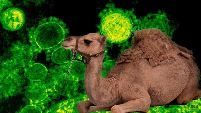 الجمال ليست الناقل الوحيد لفيروس كورونا