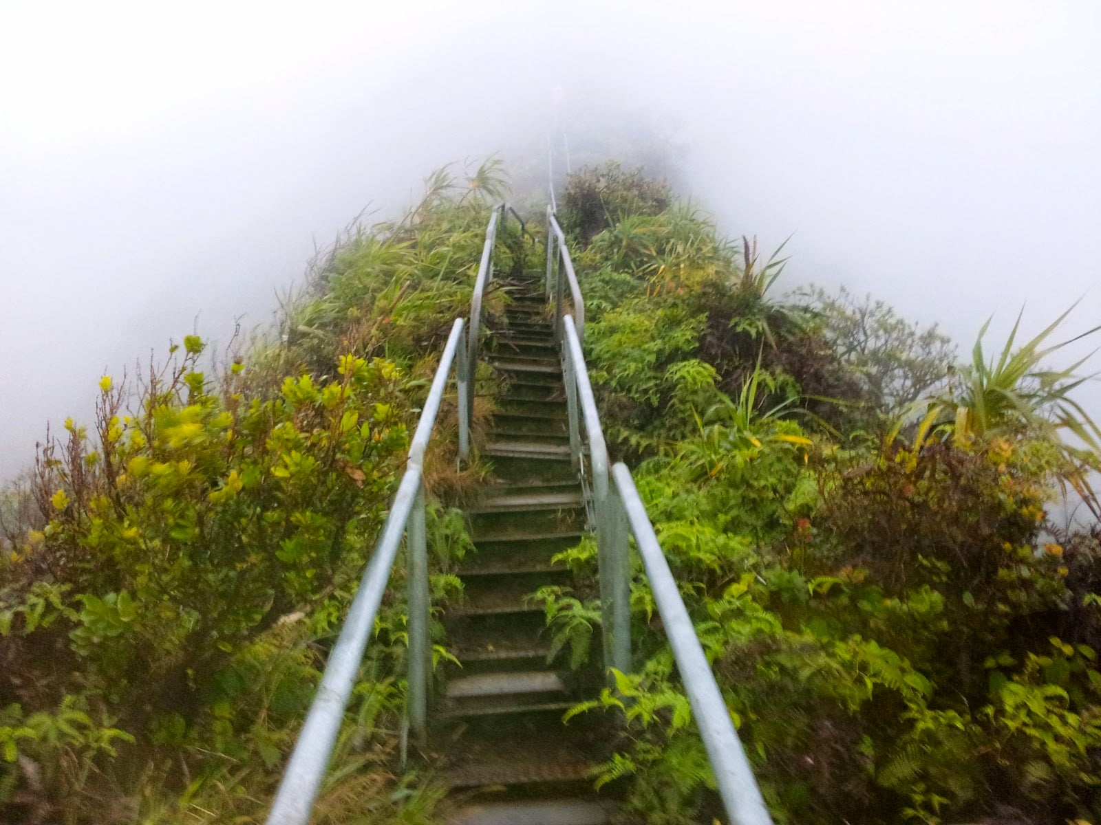 هايكو: السلالم الصاعدة إلى السماء