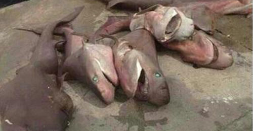 بالصورة: اصطياد 6 أسماك من نوع كلاب البحر بالقرب من شاطىء طرابلس