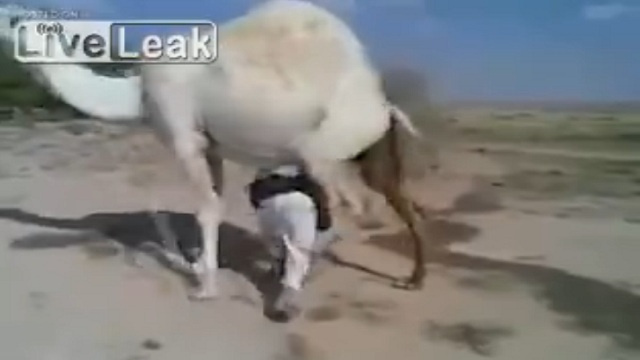 بالفيديو -مبارزة بين شاب وجمل لا يحب المزاح!

