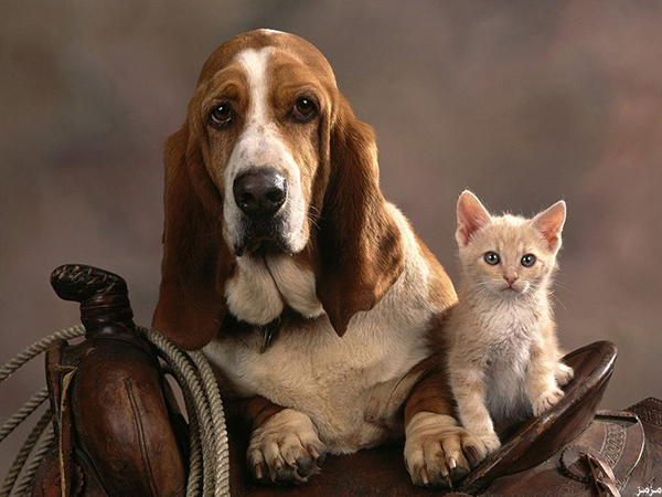 بريطانيا تشتبه بقطتين وكلب في التجسس