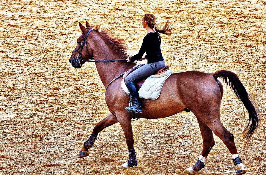 ركوب الخيل يعالج شلل الدماغ والاضطرابات الحسية والحركية