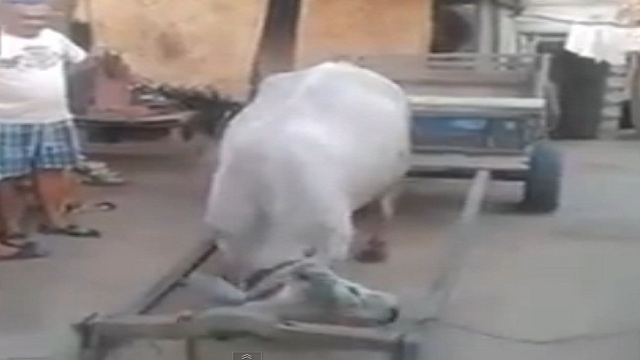 بالفيديو-بقرة نشيطة تستعد للعمل بنفسها!
