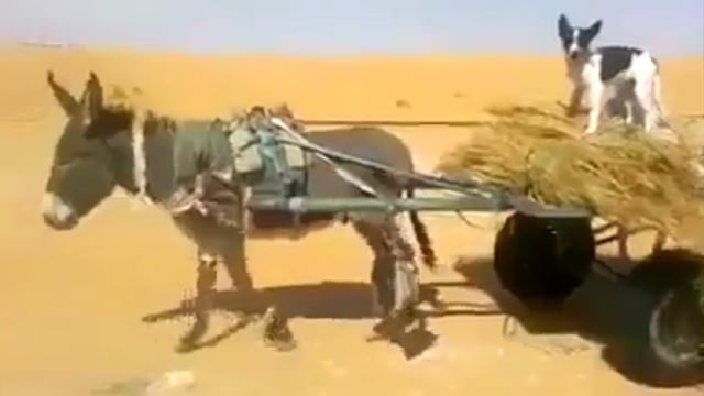 بالفيديو .. حمار ذكي ومهذب يفسح الطريق لسيارة

