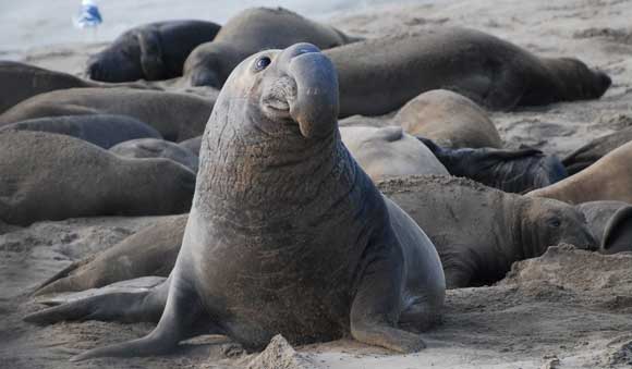 تغيرات المناخ تؤثر على توالد فقمة الفيل