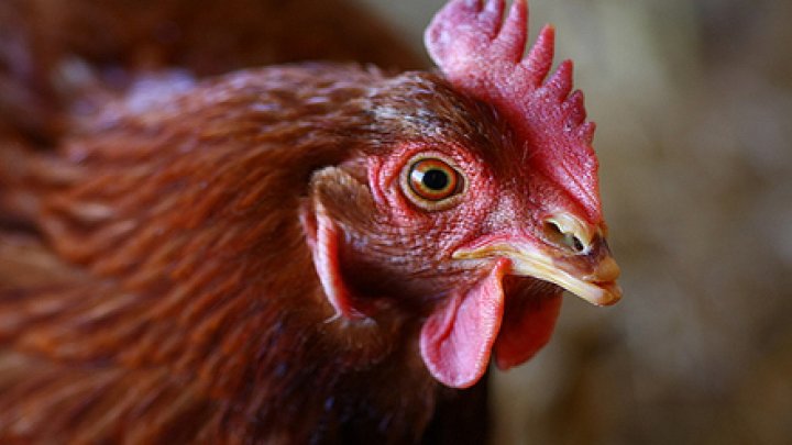 إغراء الناخبين بواسطة الدجاج