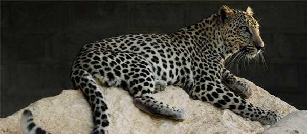 النمر العربي ضحية الصيد الجائر