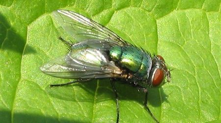  ما الذي يجمع بين الذبابة والمقاتلات المتطورة؟ 