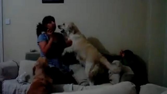 بالفيديو --كلبان يهبان للدفاع عن طفلة تتظاهر أمها بضربها
