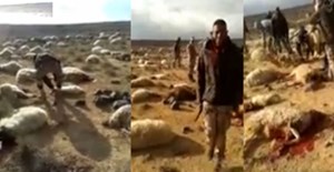 بالفيديو جنود يرتكبون مجزرة بالاغنام بطريقة وحشية 