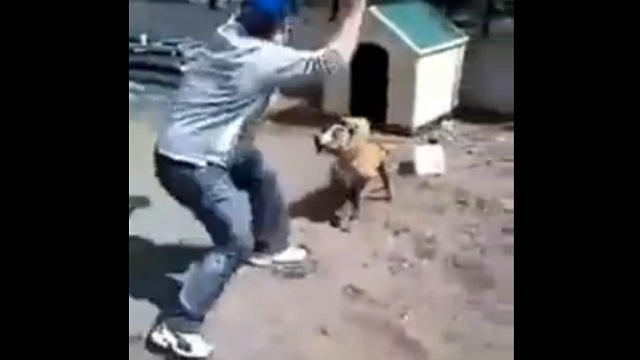 شاب يستفز كلبا شرسا مقيدا نجح بالإفلات... بالفيديو 