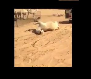 بالفيديو.. أفعى تقتل ناقة في دقيقة واحدة