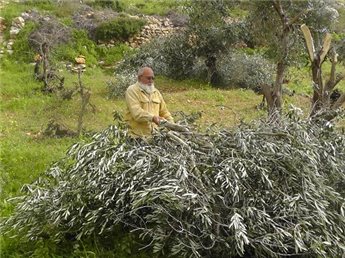 مستوطنون يحطّمون 150 شجرة زيتون جنوب نابلس