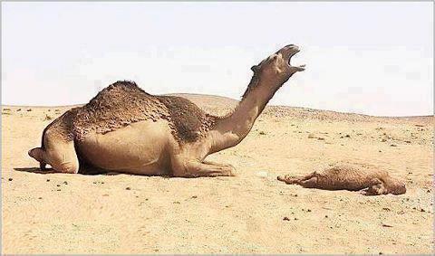 بالفيديو ناقة تتوسل وتنتحب لعدم اخذ ابنها منها 