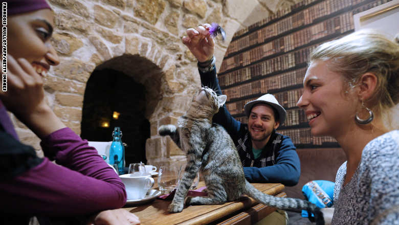 Cat Cafe أول مقهى لتبادل أطراف المواء وبحث شؤون القطط
