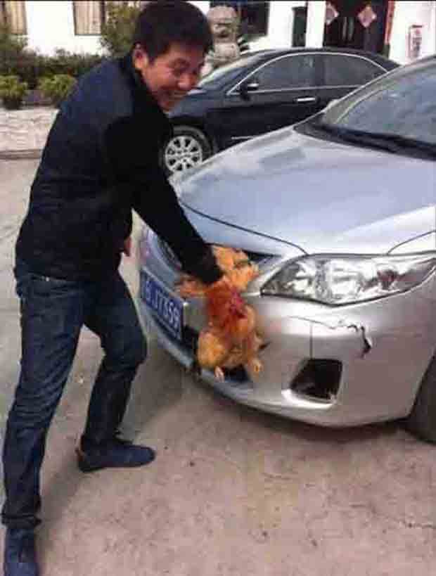 دجاجة تحطم واجهة سيارة صينية وتنجو!