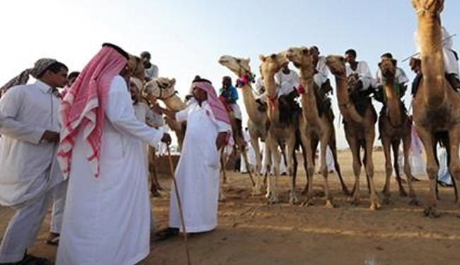 صور/ السعوديون مصممون على تقبيل الإبل

