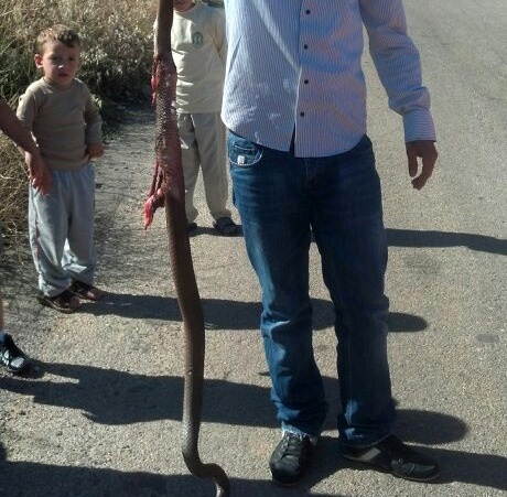 بالفيديو الافاعي تغزو البيوت في الجنوب 