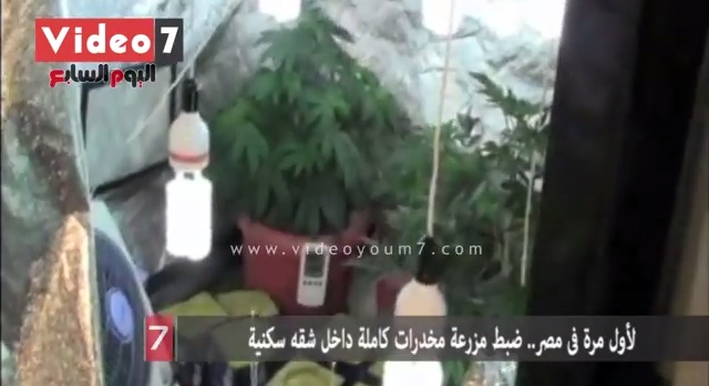 بالفيديو.. مزرعة مخدرات داخل شقه سكنية في مصر
