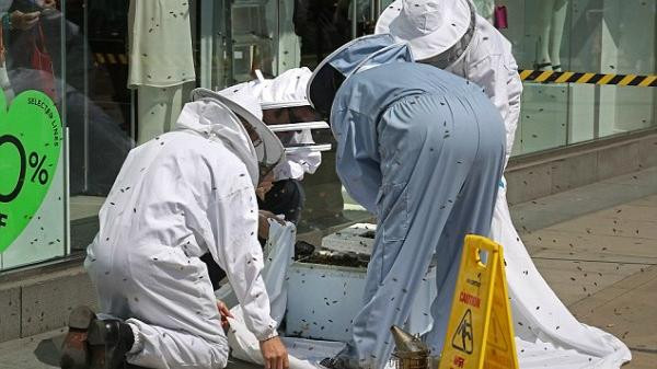 هجوم مفاجئ للنحل يقتل شاباً ويصيب آخر في تونس